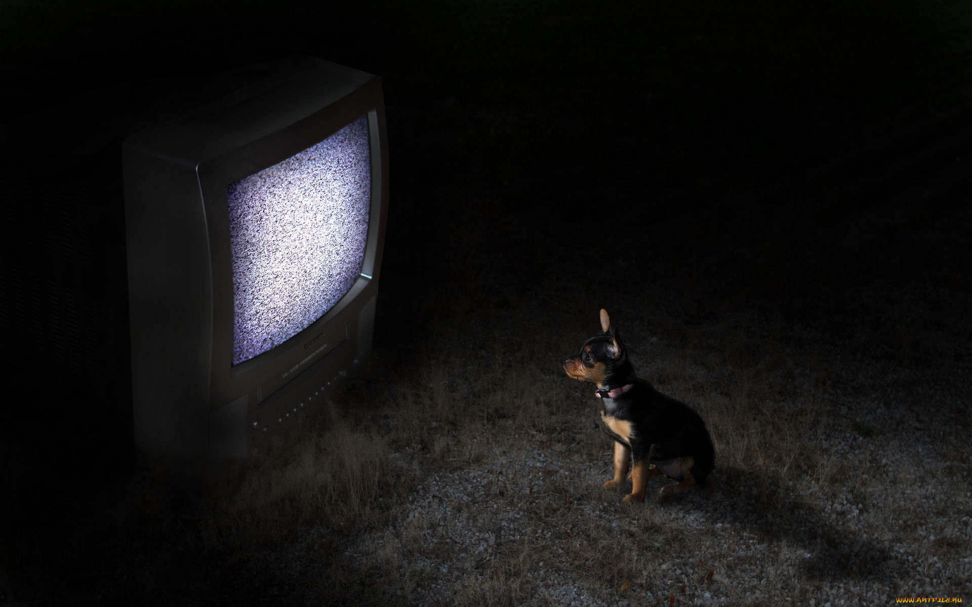 Собаки смотрят телевизор. Старый телевизор. Телевизор ночью. Животные и телевизор. Собака и телевизор.